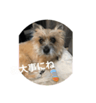 ケアンテリア まろん 日常フレーズ 1（個別スタンプ：11）