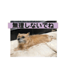 ケアンテリア まろん 日常フレーズ 1（個別スタンプ：12）