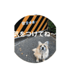 ケアンテリア まろん 日常フレーズ 1（個別スタンプ：19）