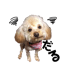 我が家の★愛犬スタンプ（個別スタンプ：1）