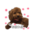 我が家の★愛犬スタンプ（個別スタンプ：3）