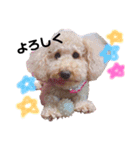 我が家の★愛犬スタンプ（個別スタンプ：4）