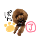 我が家の★愛犬スタンプ（個別スタンプ：5）