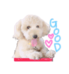 我が家の★愛犬スタンプ（個別スタンプ：6）