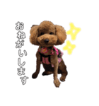 我が家の★愛犬スタンプ（個別スタンプ：9）