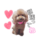 我が家の★愛犬スタンプ（個別スタンプ：10）