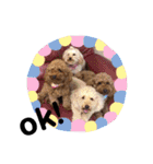 我が家の★愛犬スタンプ（個別スタンプ：11）