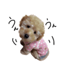 我が家の★愛犬スタンプ（個別スタンプ：13）