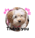 我が家の★愛犬スタンプ（個別スタンプ：15）