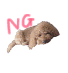 我が家の★愛犬スタンプ（個別スタンプ：16）