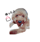 我が家の★愛犬スタンプ（個別スタンプ：17）