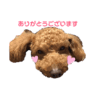 我が家の★愛犬スタンプ（個別スタンプ：18）