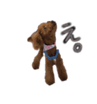 我が家の★愛犬スタンプ（個別スタンプ：19）
