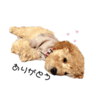 我が家の★愛犬スタンプ（個別スタンプ：21）
