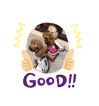 我が家の★愛犬スタンプ（個別スタンプ：24）