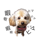 我が家の★愛犬スタンプ（個別スタンプ：25）