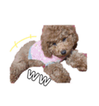 我が家の★愛犬スタンプ（個別スタンプ：26）