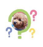 我が家の★愛犬スタンプ（個別スタンプ：29）