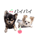 我が家の★愛犬スタンプ（個別スタンプ：30）