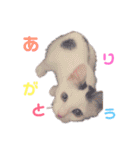 我が家の★愛犬スタンプ（個別スタンプ：32）