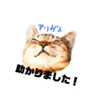 茶トラのチャーとキジ猫エリの猫スタンプ2（個別スタンプ：30）