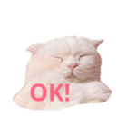 ひふみんスタンプ(ねこ)（個別スタンプ：2）