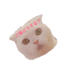 ひふみんスタンプ(ねこ)（個別スタンプ：4）