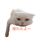 ひふみんスタンプ(ねこ)（個別スタンプ：8）