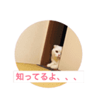 ひふみんスタンプ(ねこ)（個別スタンプ：9）