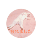 ひふみんスタンプ(ねこ)（個別スタンプ：10）