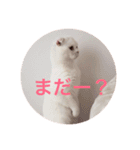ひふみんスタンプ(ねこ)（個別スタンプ：11）