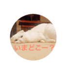 ひふみんスタンプ(ねこ)（個別スタンプ：12）