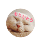 ひふみんスタンプ(ねこ)（個別スタンプ：13）