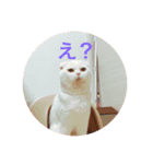 ひふみんスタンプ(ねこ)（個別スタンプ：14）