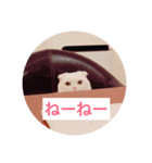 ひふみんスタンプ(ねこ)（個別スタンプ：15）