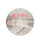 ひふみんスタンプ(ねこ)（個別スタンプ：16）