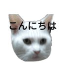 フクにゃん！！（個別スタンプ：4）