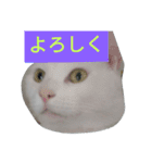 フクにゃん！！（個別スタンプ：7）