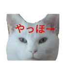 フクにゃん！！（個別スタンプ：8）