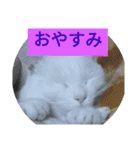 フクにゃん！！（個別スタンプ：9）
