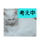 フクにゃん！！（個別スタンプ：13）