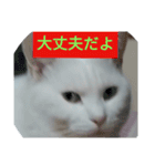 フクにゃん！！（個別スタンプ：15）