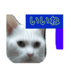 フクにゃん！！（個別スタンプ：16）
