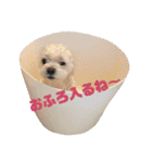 しろいぬくん！（個別スタンプ：3）