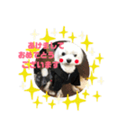 しろいぬくん！（個別スタンプ：8）