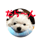 しろいぬくん！（個別スタンプ：10）