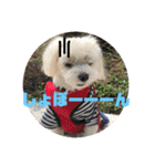 しろいぬくん！（個別スタンプ：11）