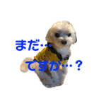 しろいぬくん！（個別スタンプ：18）