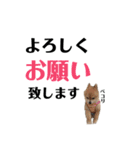 ポメチワこっさん②（個別スタンプ：1）