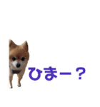 ポメチワこっさん②（個別スタンプ：2）